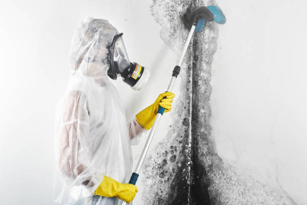 Best Environmental Consulting for Mold Prevention  in Reedsburg, WI